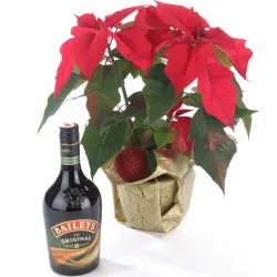 Poinsettia Plant and Cream Liqueur