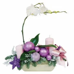 Christmas Phalaenopsis composition