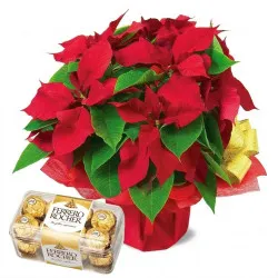 Christmas star with Ferrero