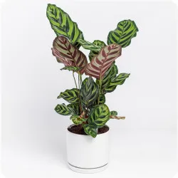 Calathea Makoyana
