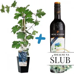 Vines with non-alcoholic wine