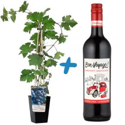 Winorośl z winem bezalkoholowym