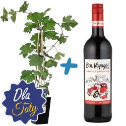 Winorośl z winem bezalkoholowym