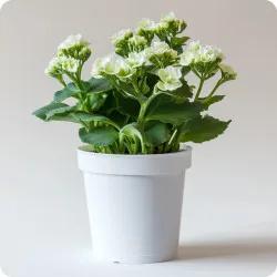 Kalanchoe