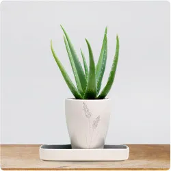 Aloe