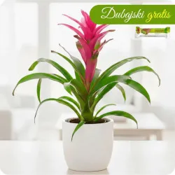 Guzmania