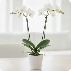 Storczyk dwupędowy mini