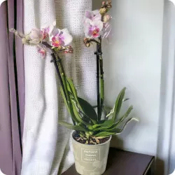 Storczyk dwupędowy mini