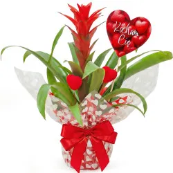 Miłosna Guzmania