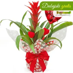 Miłosna Guzmania