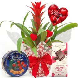 Miłosna Guzmania ze smakołykami