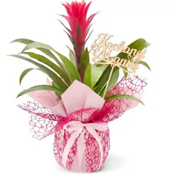 Guzmania na Dzień Matki
