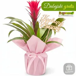 Guzmania na Dzień Matki