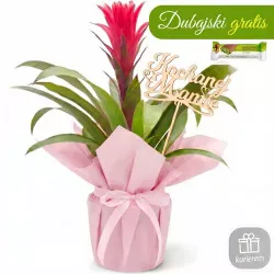 Guzmania na Dzień Matki