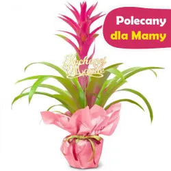 Guzmania na Dzień Matki