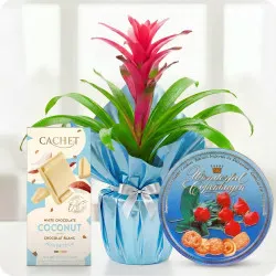 Guzmania ze smakołykami