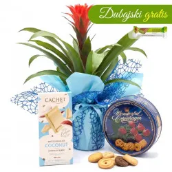 Guzmania for Mother's Day with treats