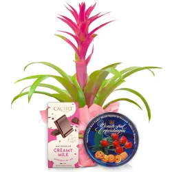 Guzmania ze smakołykami