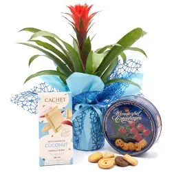 Guzmania for Mother's Day with treats