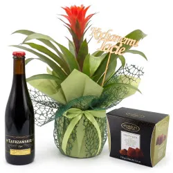 Guzmania on Father's Day