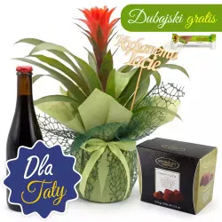 Guzmania na Dzień Ojca