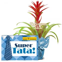 Guzmania dla Taty