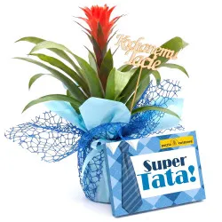 Guzmania dla Taty