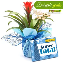 Guzmania dla Taty