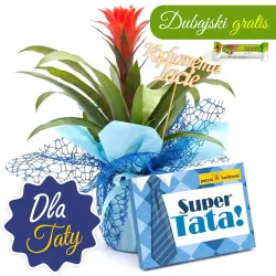 Guzmania dla Taty