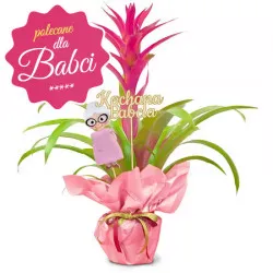 Guzmania na Dzień Babci