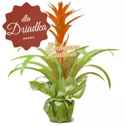 Guzmania na Dzień Dziadka