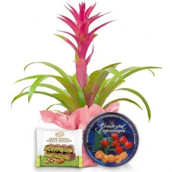 Guzmania na Dzień Kobiet