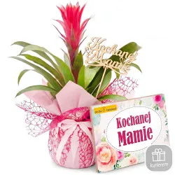 Guzmania na Dzień Matki z bombonierką