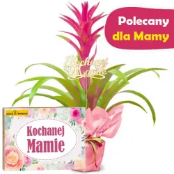 Guzmania na Dzień Matki z bombonierką