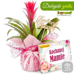 Guzmania na Dzień Matki z bombonierką