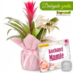 Mother's Day Guzmania with a box of chocolates