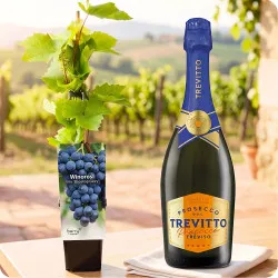 Winorośl z prosecco