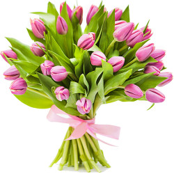 21 różowych tulipanów