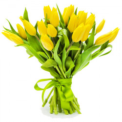 21 żółtych tulipanów