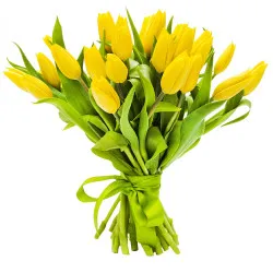 21 żółtych tulipanów