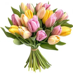 Fresh Tulips