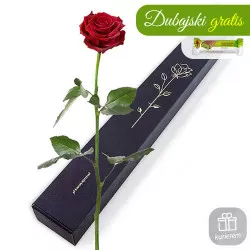 Elegancka róża w pudełku