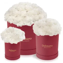 White carnations in a red box