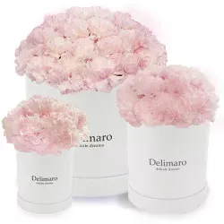 Pink carnations in a white box