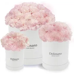 Pink carnations in a white box