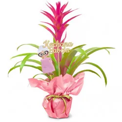 Guzmania for Grandmother's Day