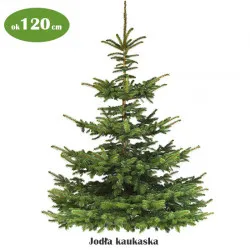 Żywa choinka 120 cm bez dekoracji