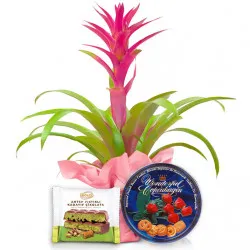 Guzmania on Women's Day