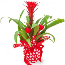 Miłosna Guzmania
