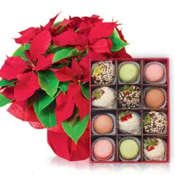 Star of Bethlehem with strawberries and macaroni